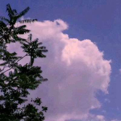 白夜极光日服官方版下载
